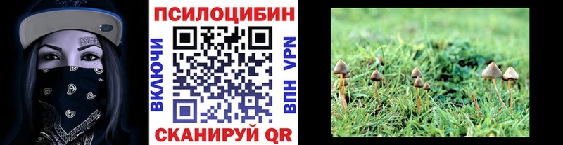 хочу наркоту  Костерёво  Галлюциногенные грибы Psilocybe 